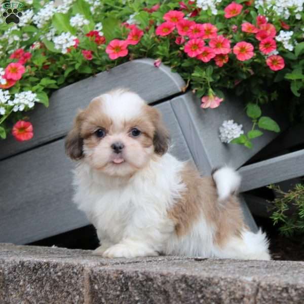 Rube, Teddy Bear Puppy